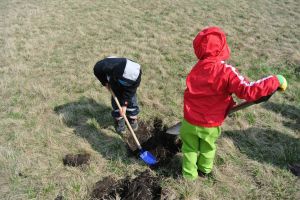 Výsadba památných stromů v obci Blatnička