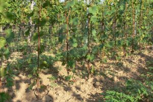Alginit: Přírodní eko-bio pomocná půdní látka