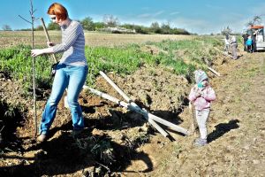 Výsadba ovocné aleje v obci Výrovice